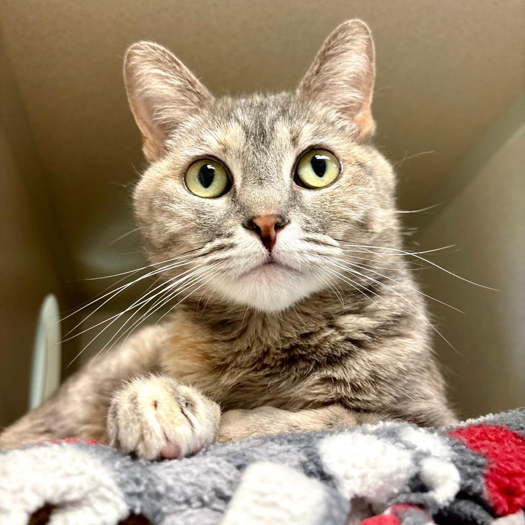 Enlarge Clementine, a Adoptable Domestic Short Hair in Great Falls, MT image 2/2