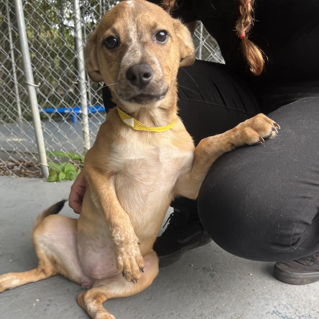 Maple, Adoptable, Adult Female Mixed Breed.