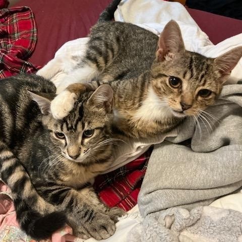 Cinnamon and Raisin, adopted, Young Male Domestic Short Hair.