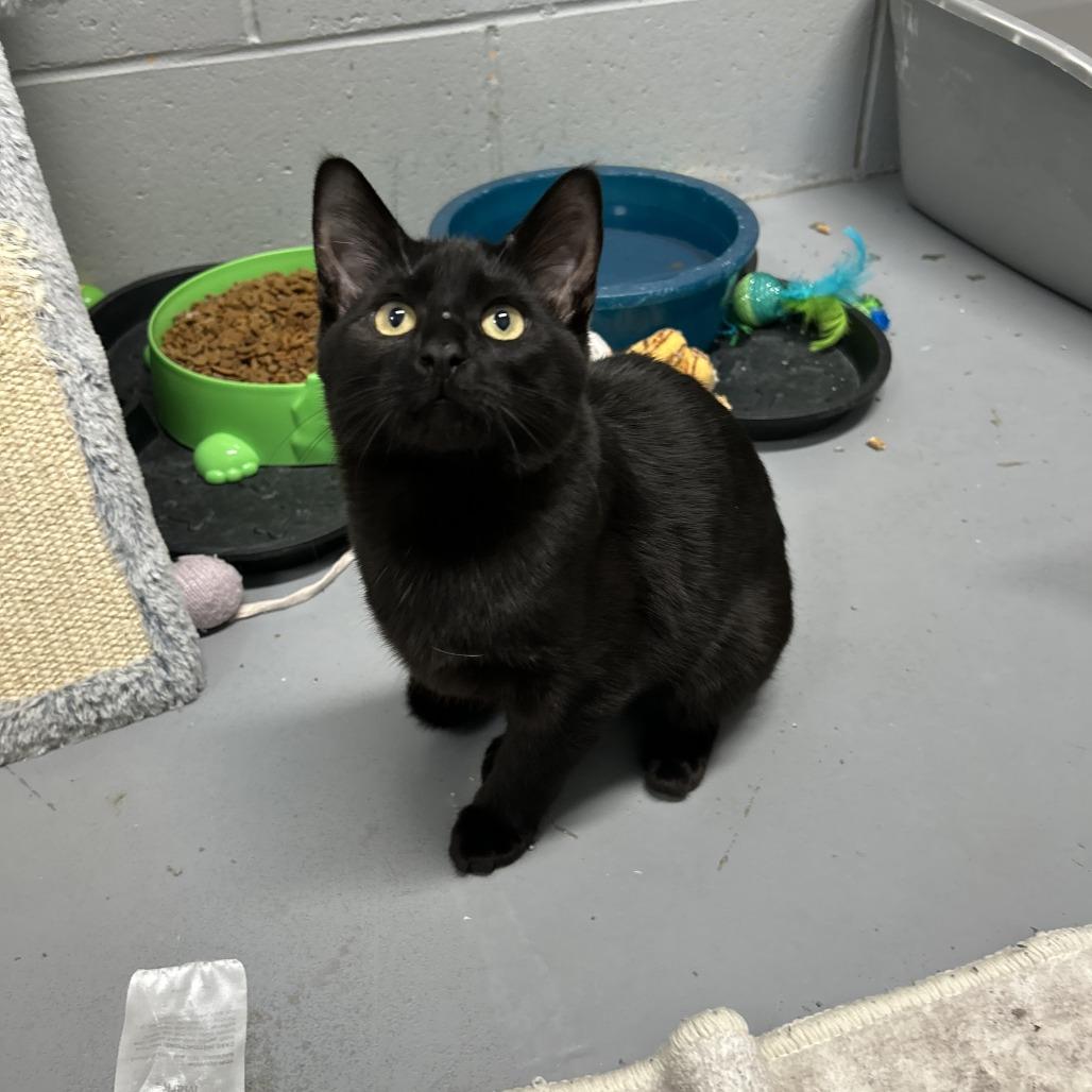 Enlarge howard, a Adoptable Domestic Short Hair in Enterprise, AL image 1/2