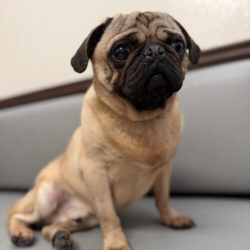 Luke, Adoptable, Young Male Pug.