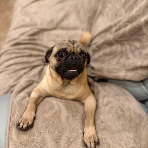 Enlarge Luke, a Adoptable Pug in Seattle, WA image 2/5