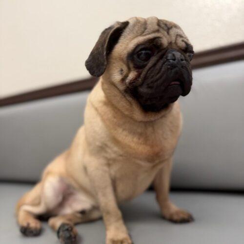 Enlarge Luke, a Adoptable Pug in Seattle, WA image 3/5