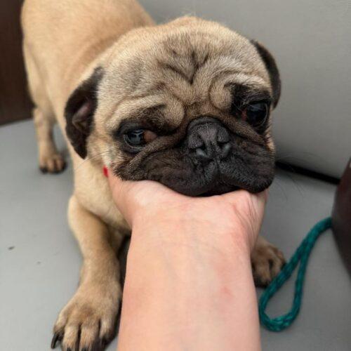 Enlarge Luke, a Adoptable Pug in Seattle, WA image 4/5