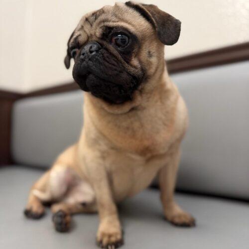 Enlarge Luke, a Adoptable Pug in Seattle, WA image 5/5