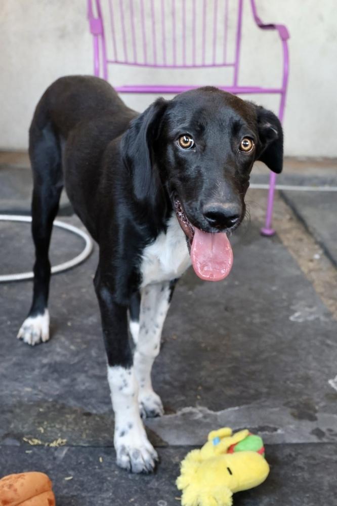 Precious, Adoptable, Puppy Female Labrador Retriever & Cattle Dog.