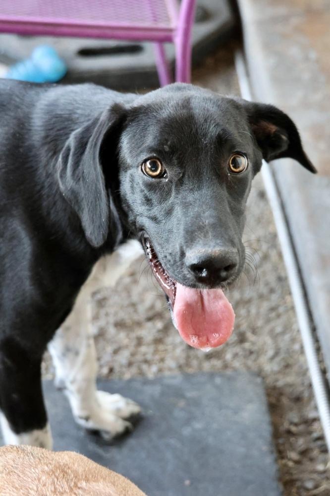 Precious, a Adoptable mixed breed in TUCSON, AZ image 2/3