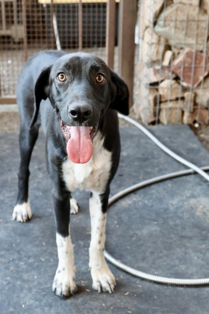 Precious, a Adoptable mixed breed in TUCSON, AZ image 3/3