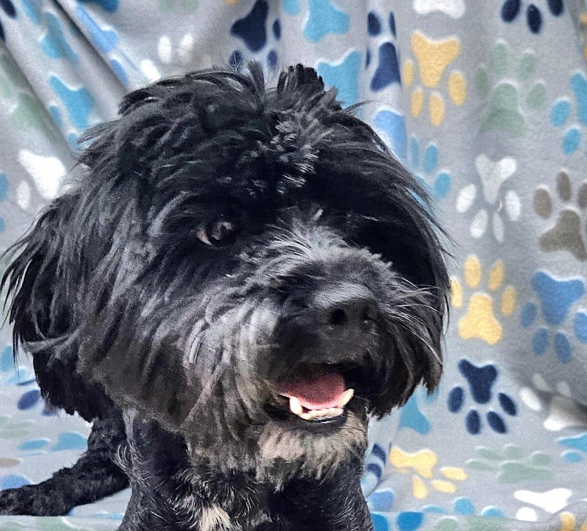 Marvin is a young about 1 Y old T T very sweet maybe a lil shy at first but ju