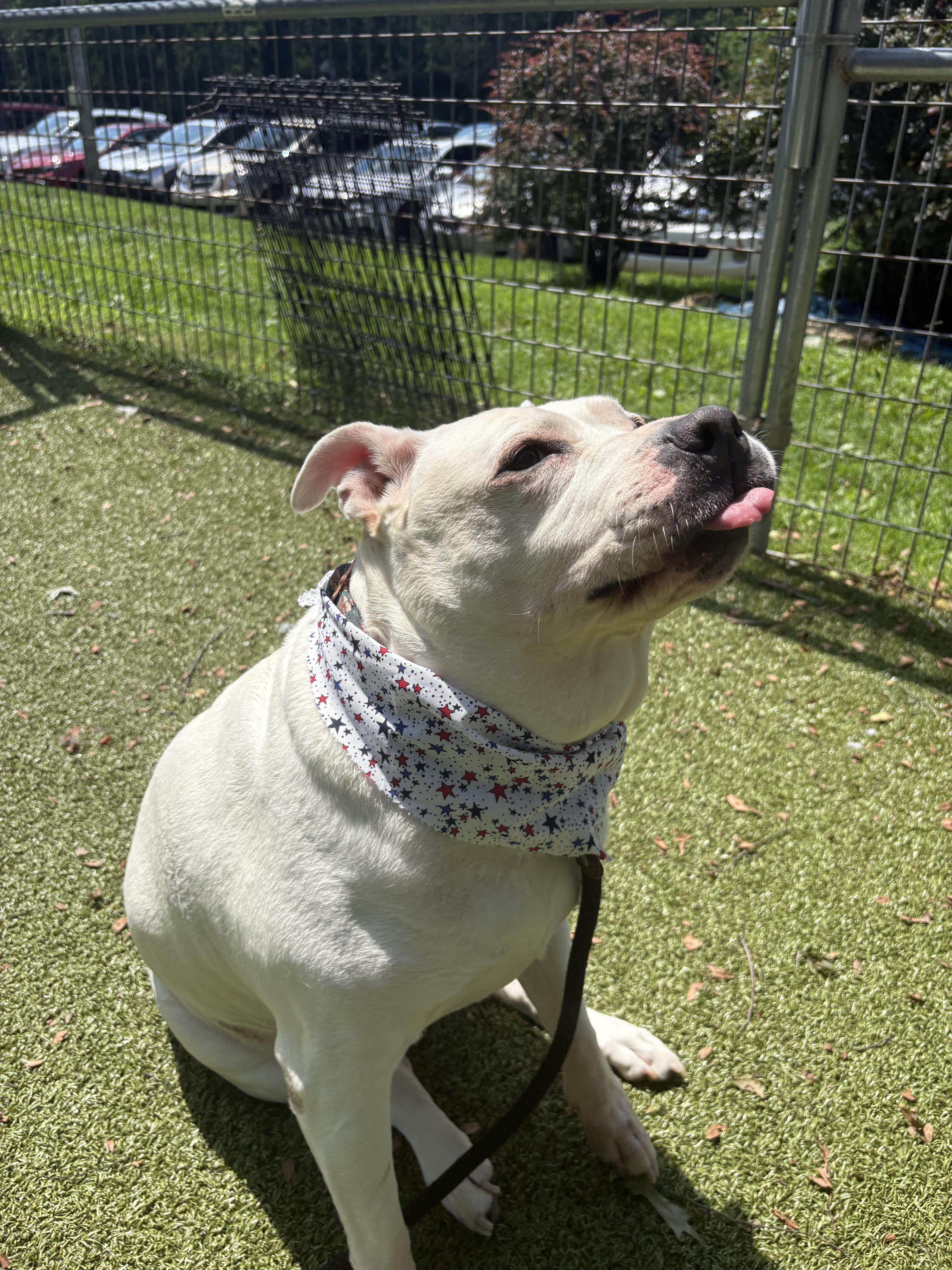 Princess Nova, a Adoptable Mixed Breed in Media, PA image 2/3