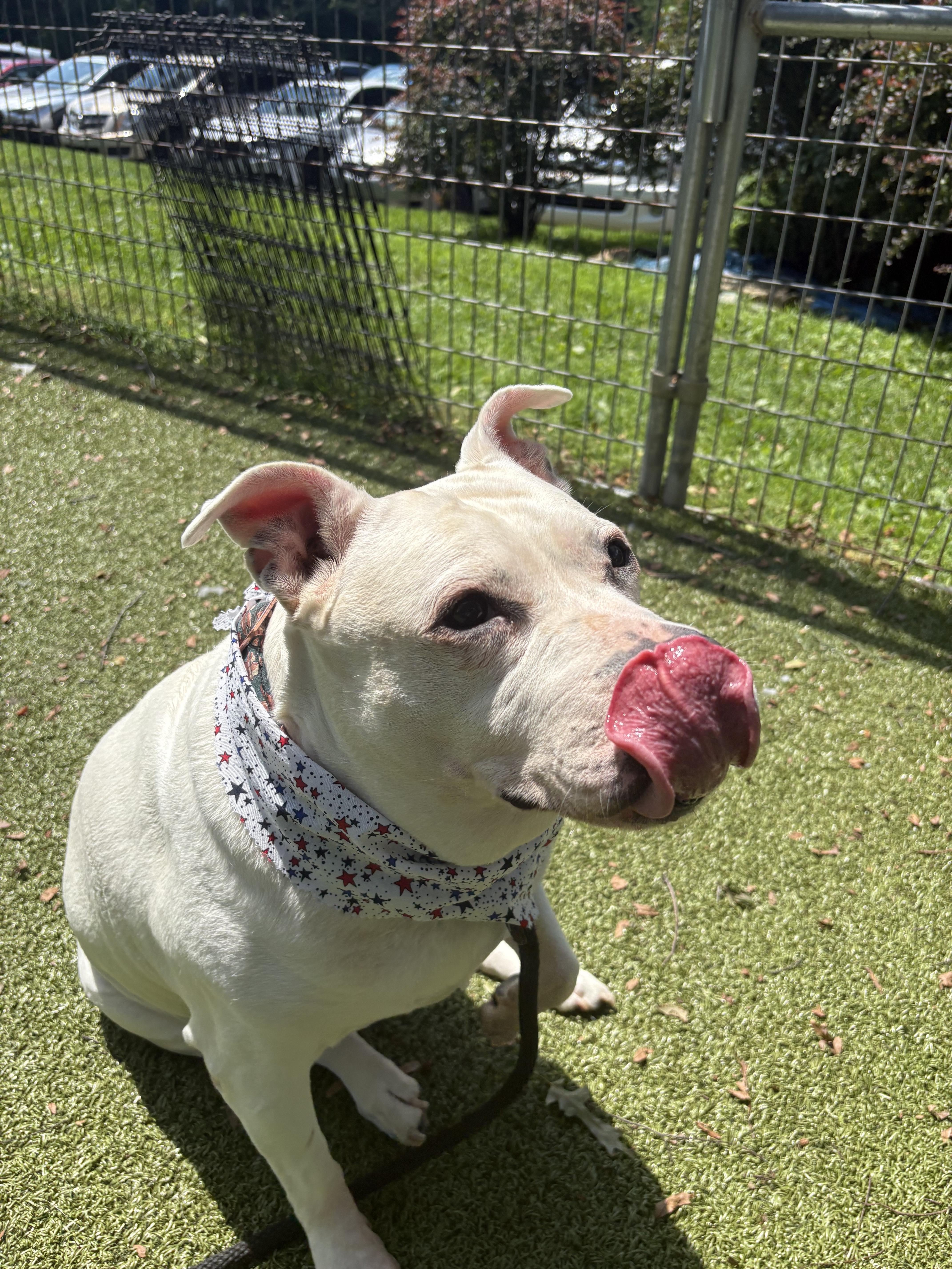 Princess Nova, a Adoptable Mixed Breed in Media, PA image 3/3