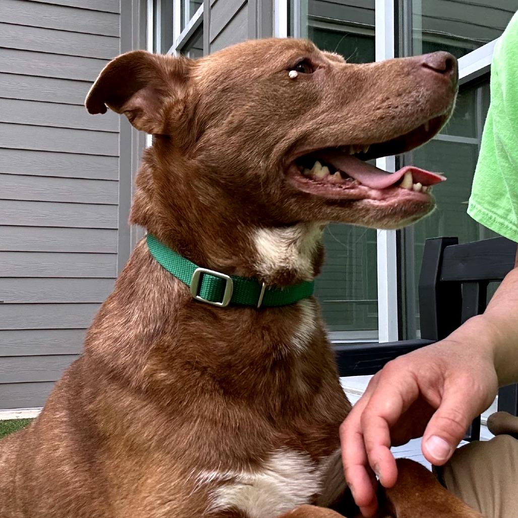 Enlarge Happy, a Adoptable mixed breed in Greensboro, NC image 1/6