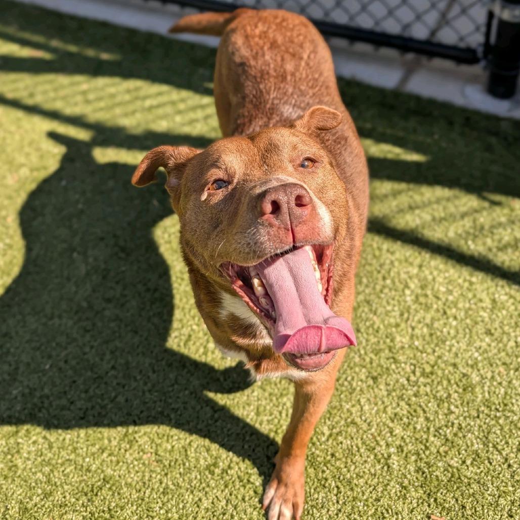 Enlarge Happy, a Adoptable mixed breed in Greensboro, NC image 2/6