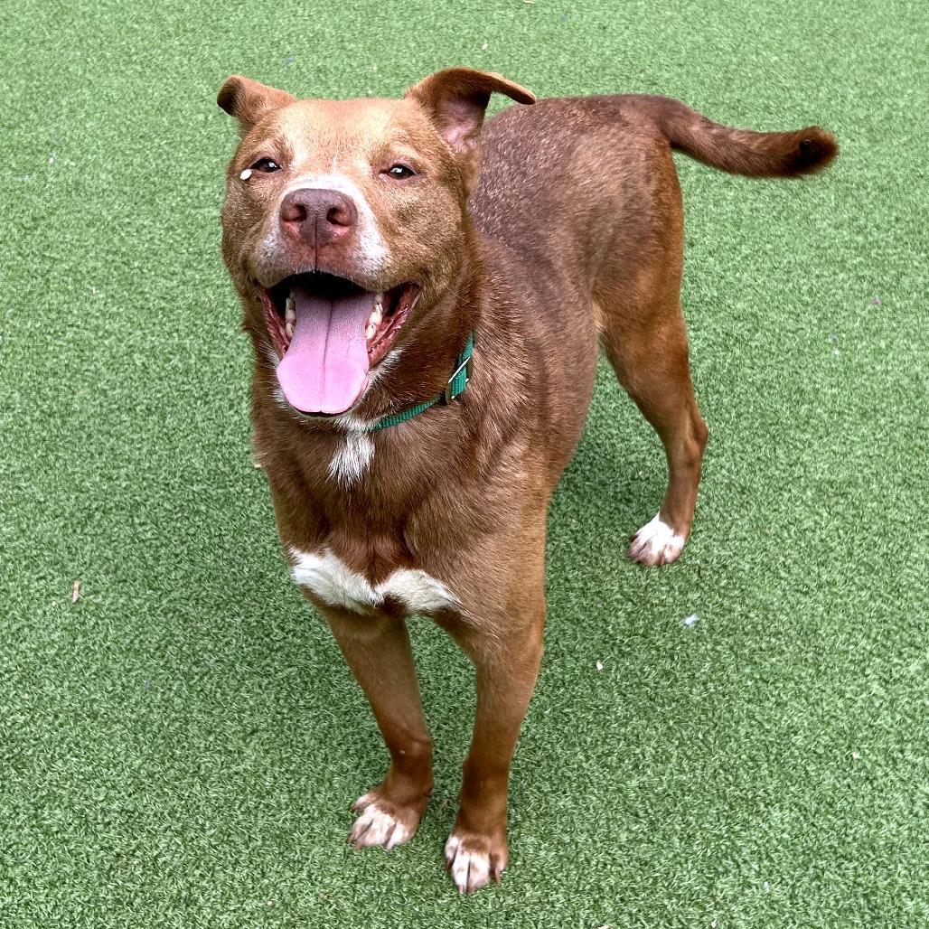 Enlarge Happy, a Adoptable mixed breed in Greensboro, NC image 3/6