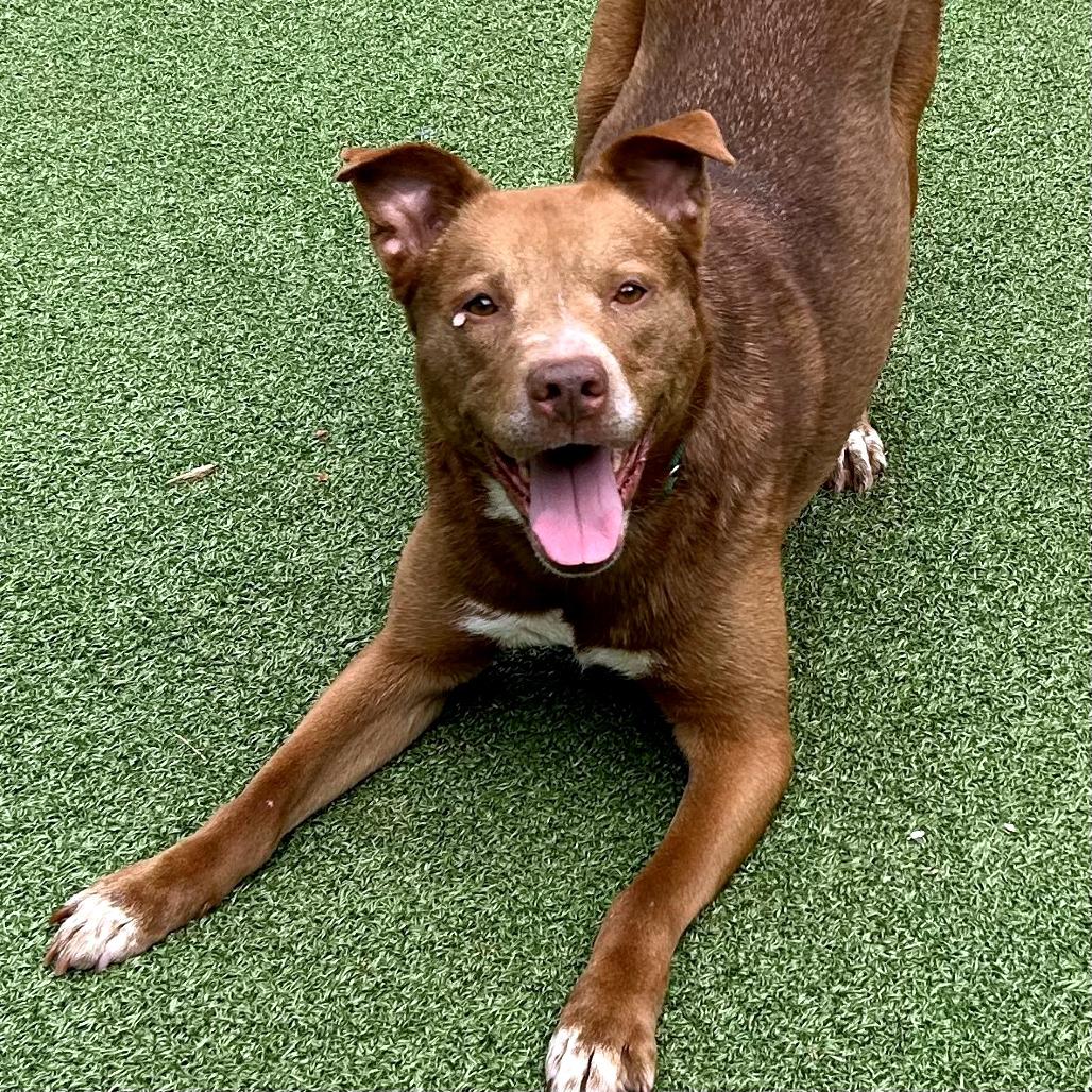 Enlarge Happy, a Adoptable mixed breed in Greensboro, NC image 4/6