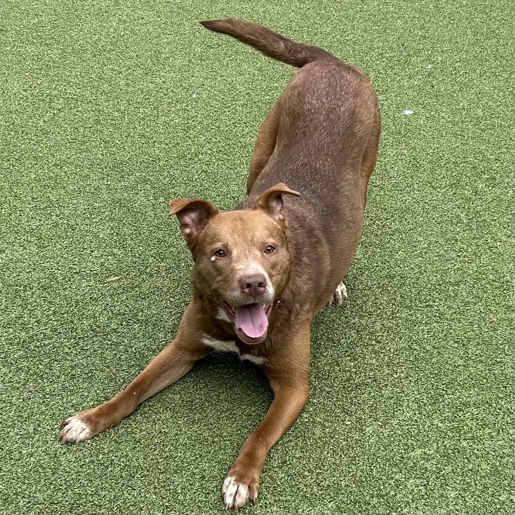 Enlarge Happy, a Adoptable mixed breed in Greensboro, NC image 5/6