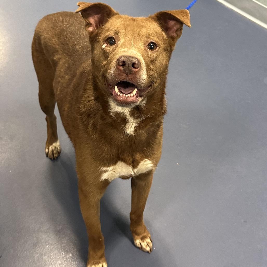 Enlarge Happy, a Adoptable mixed breed in Greensboro, NC image 6/6