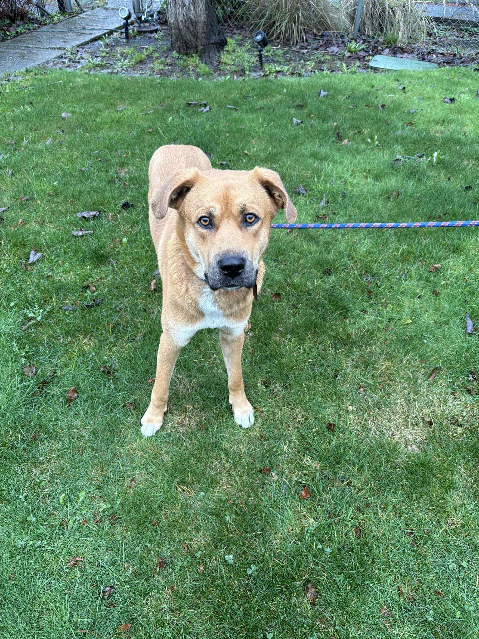 Teddy, an adoptable mixed breed in Vancouver, WA image 5/6