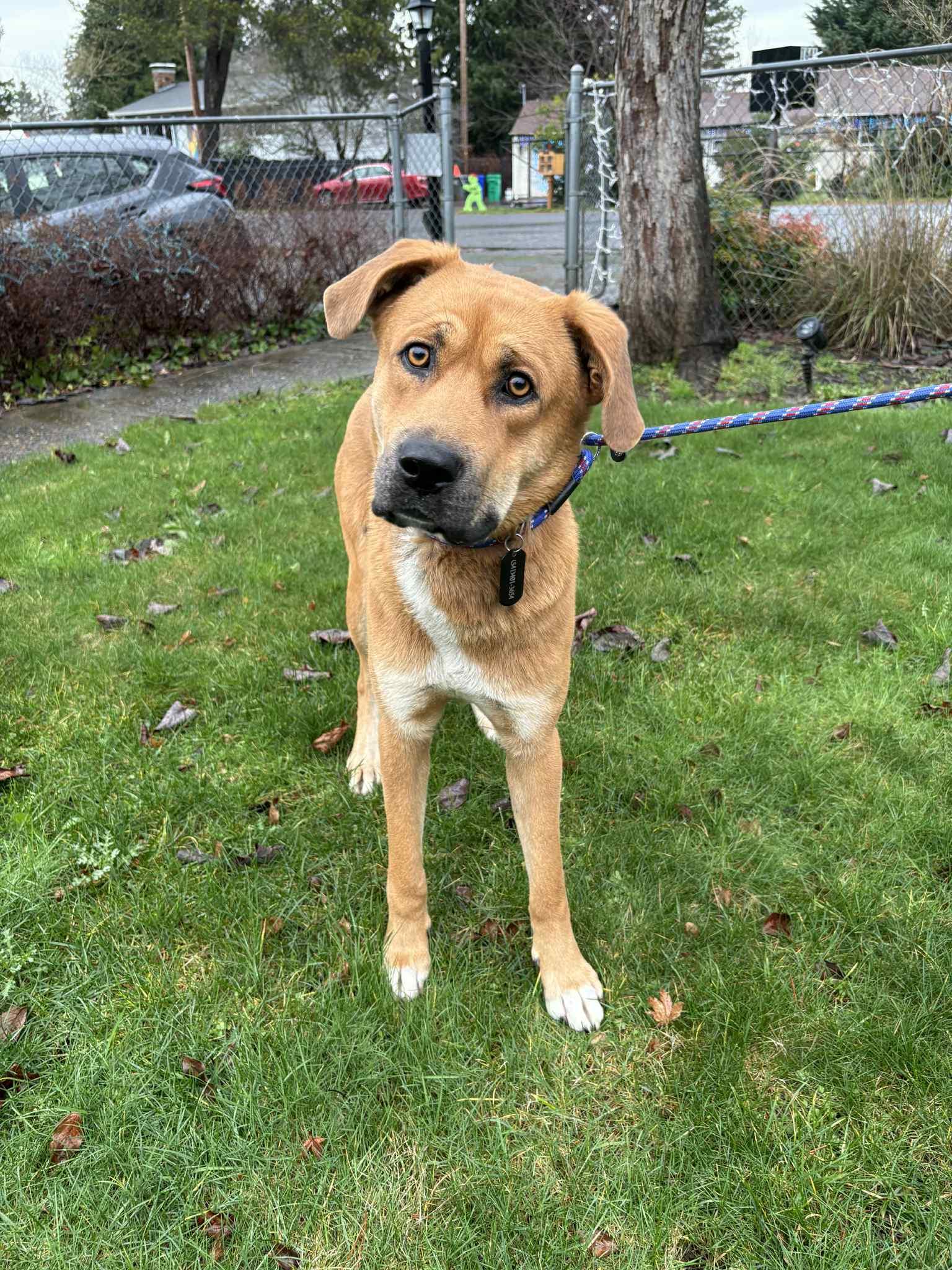 Teddy, an adoptable mixed breed in Vancouver, WA image 4/6