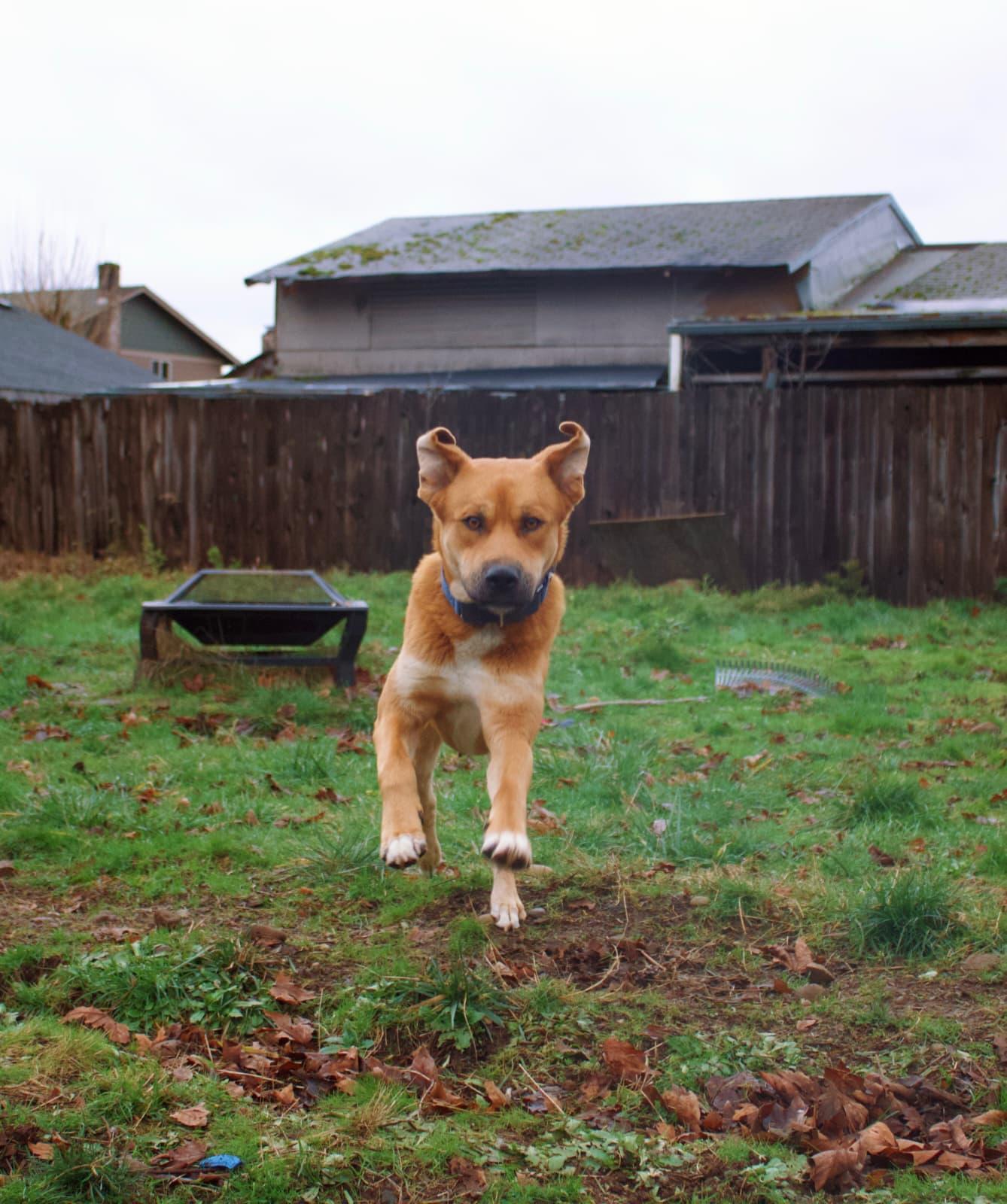 Teddy, an adoptable mixed breed in Vancouver, WA image 6/6