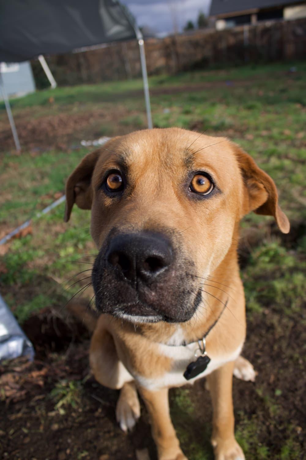 Teddy, an adoptable mixed breed in Vancouver, WA image 1/6