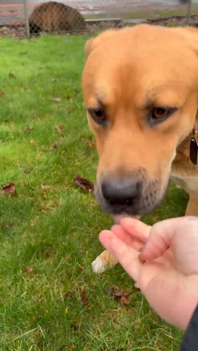 Enlarge Teddy, an adoptable mixed breed in Vancouver, WA video 3/6
