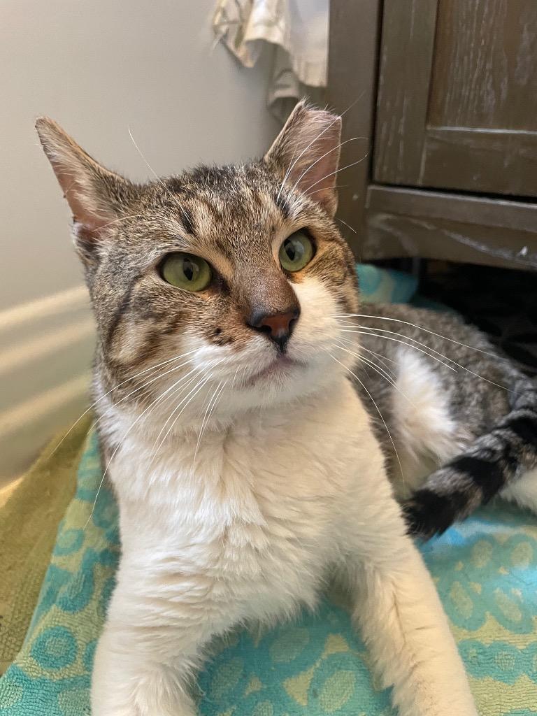 Bacon, Adoptable, Young Male Domestic Short Hair.