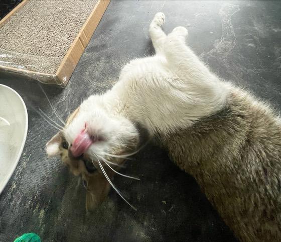 Enlarge Bacon, a Adoptable mixed breed in New York, NY image 2/6