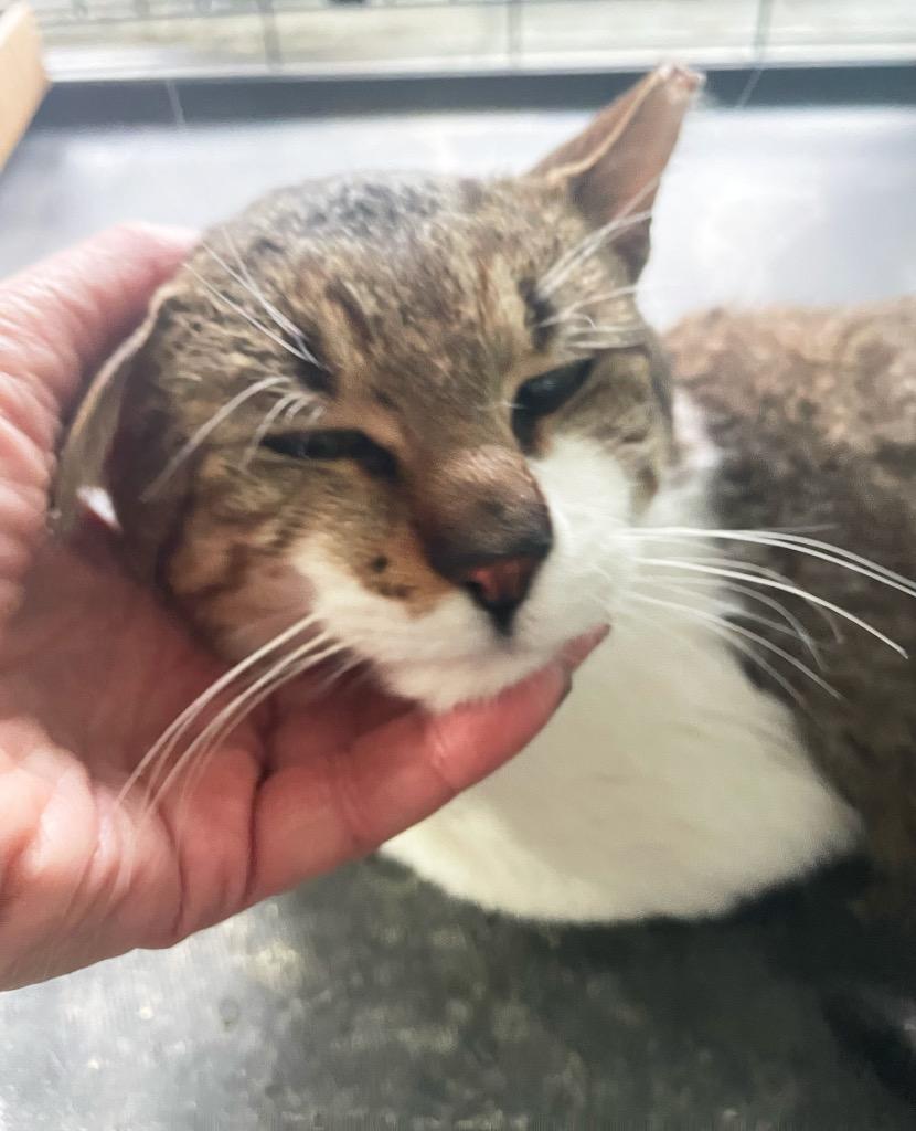 Enlarge Bacon, a Adoptable mixed breed in New York, NY image 3/6