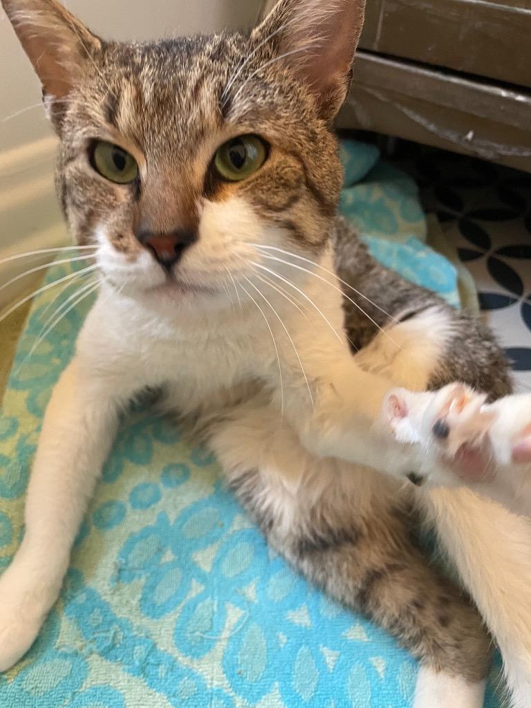 Enlarge Bacon, a Adoptable mixed breed in New York, NY image 4/6