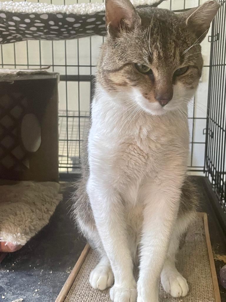 Enlarge Bacon, a Adoptable mixed breed in New York, NY image 5/6