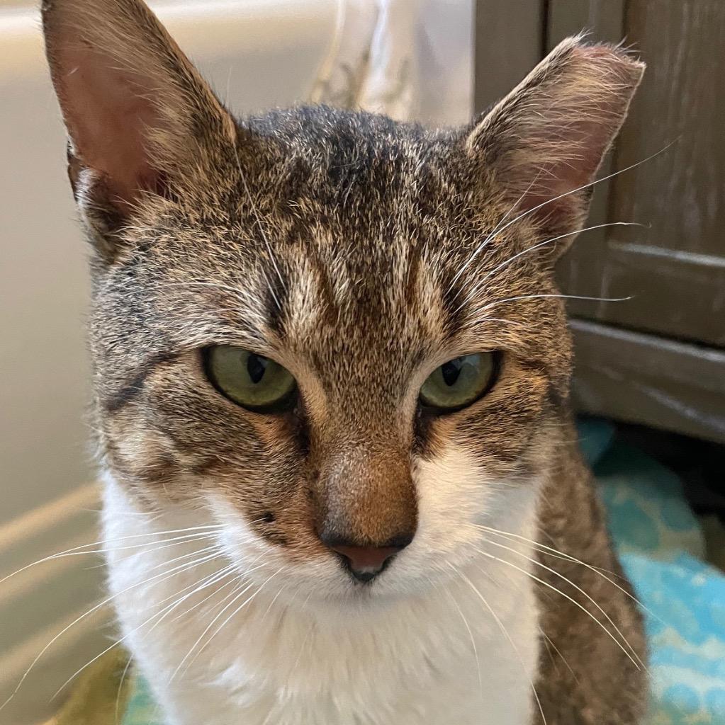 Enlarge Bacon, a Adoptable mixed breed in New York, NY image 6/6