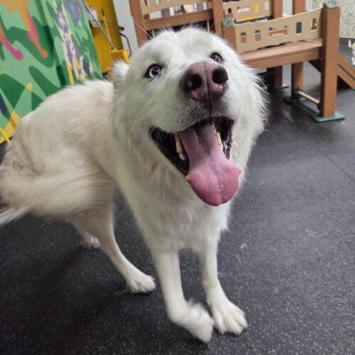 Bear, Adoptable, Young Male Great Pyrenees & German Shepherd Dog.