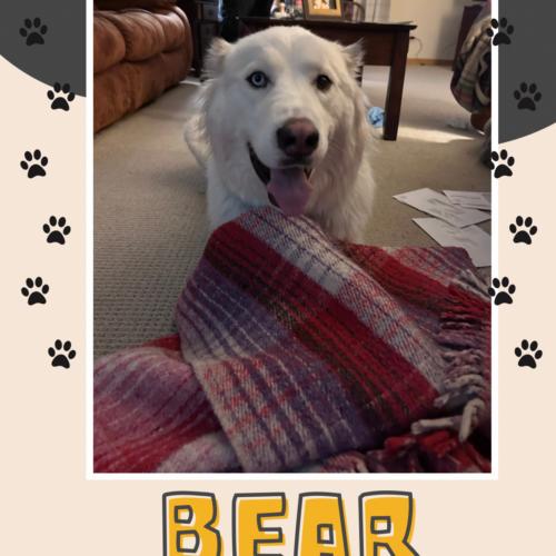 Enlarge Bear, a Adoptable mixed breed in Canal Winchester, OH image 2/4