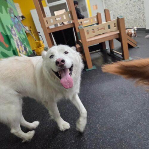 Enlarge Bear, a Adoptable mixed breed in Canal Winchester, OH image 3/4