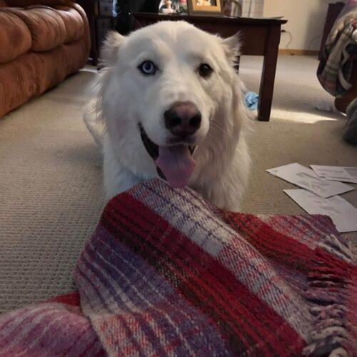 Enlarge Bear, a Adoptable mixed breed in Canal Winchester, OH image 4/4