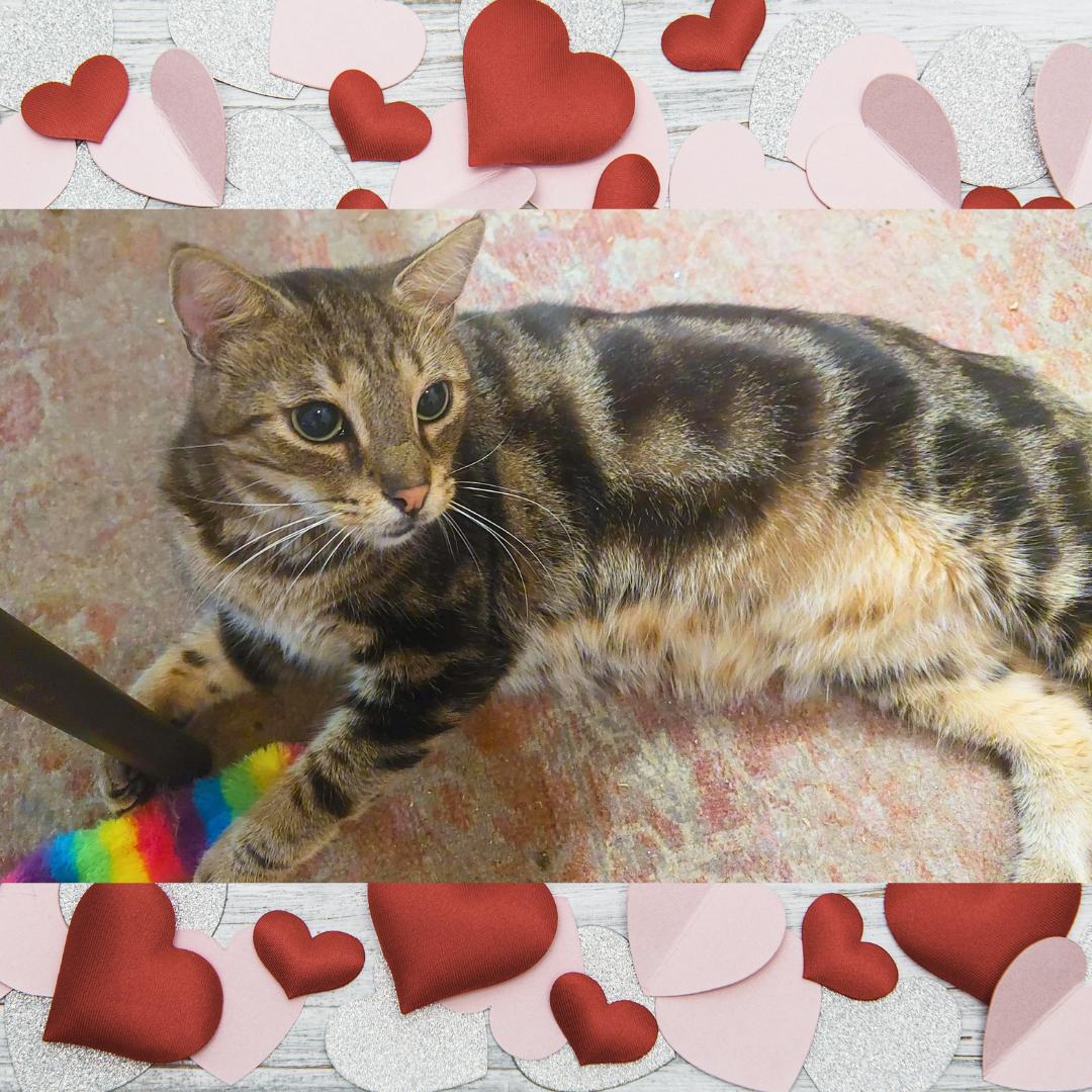 Mikey, Adoptable, Adult Male Tabby.