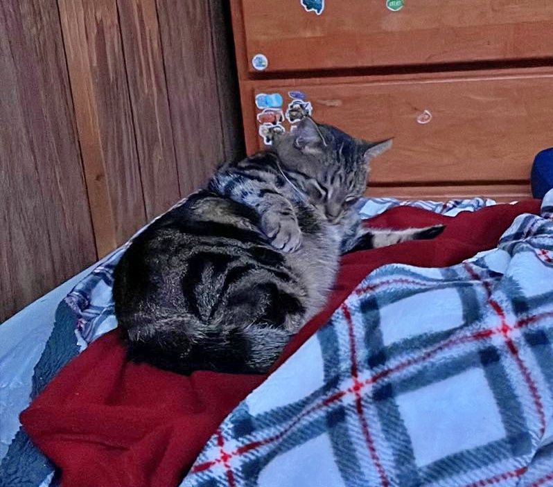 Mikey, a Adoptable Tabby in Orange City, FL image 2/6