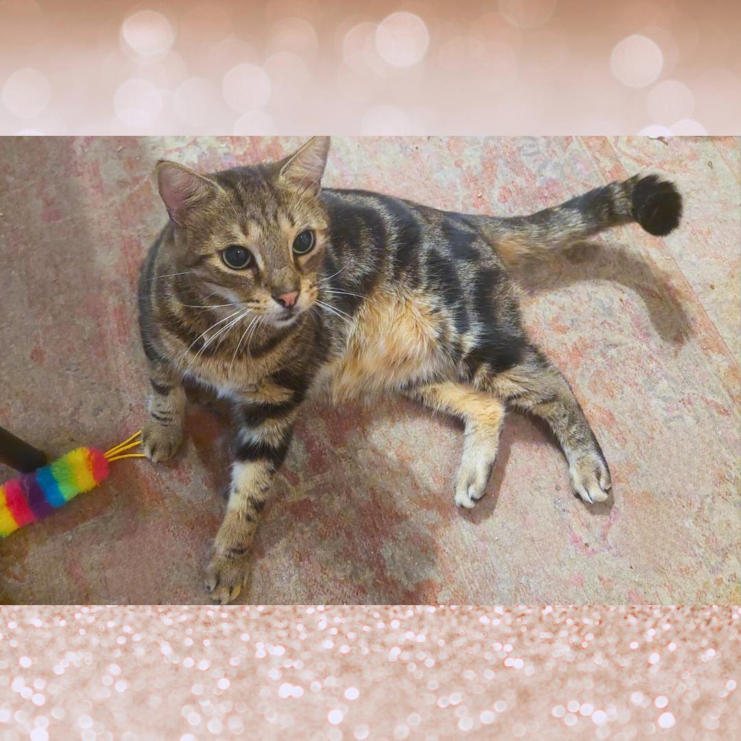 Enlarge Mikey, a Adoptable Tabby in Orange City, FL image 2/4