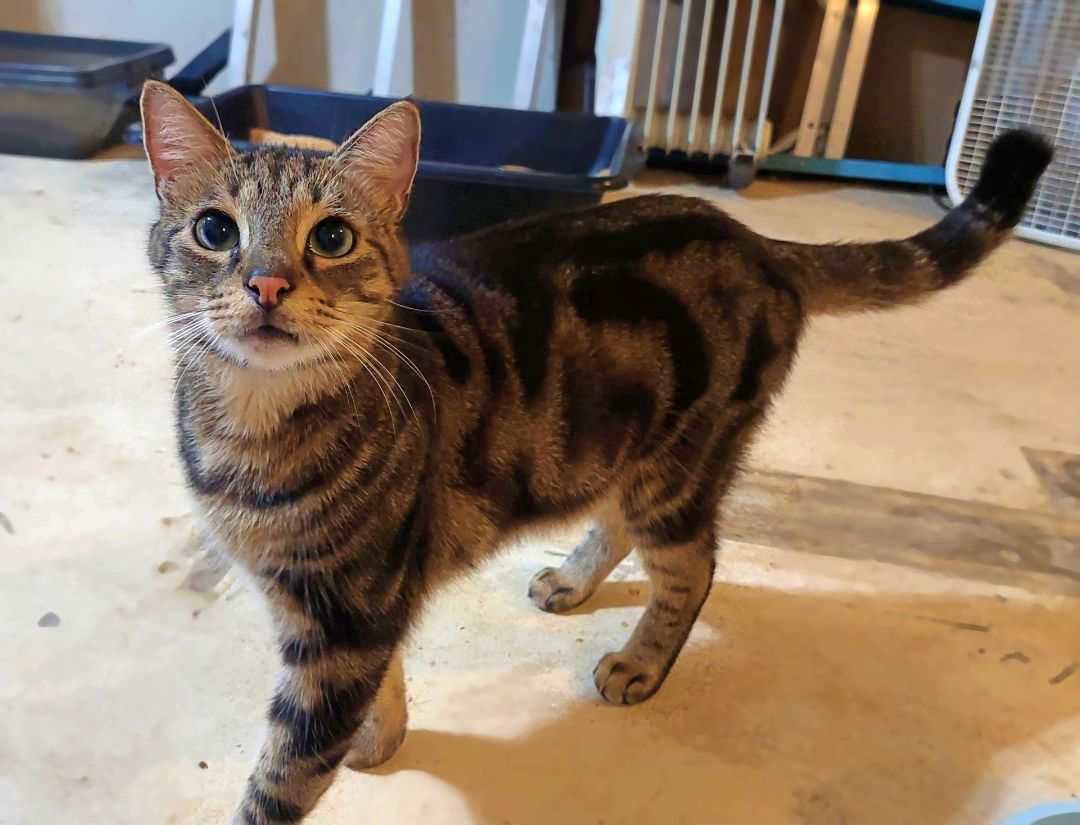 Mikey, a Adoptable Tabby in Orange City, FL image 3/6