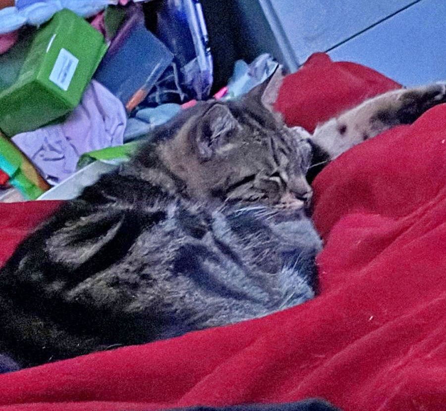 Mikey, a Adoptable Tabby in Orange City, FL image 4/6