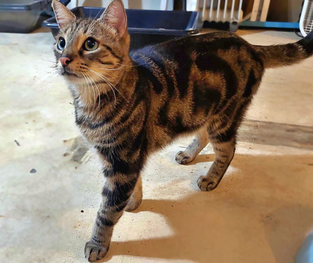 Mikey, a Adoptable Tabby in Orange City, FL image 5/6