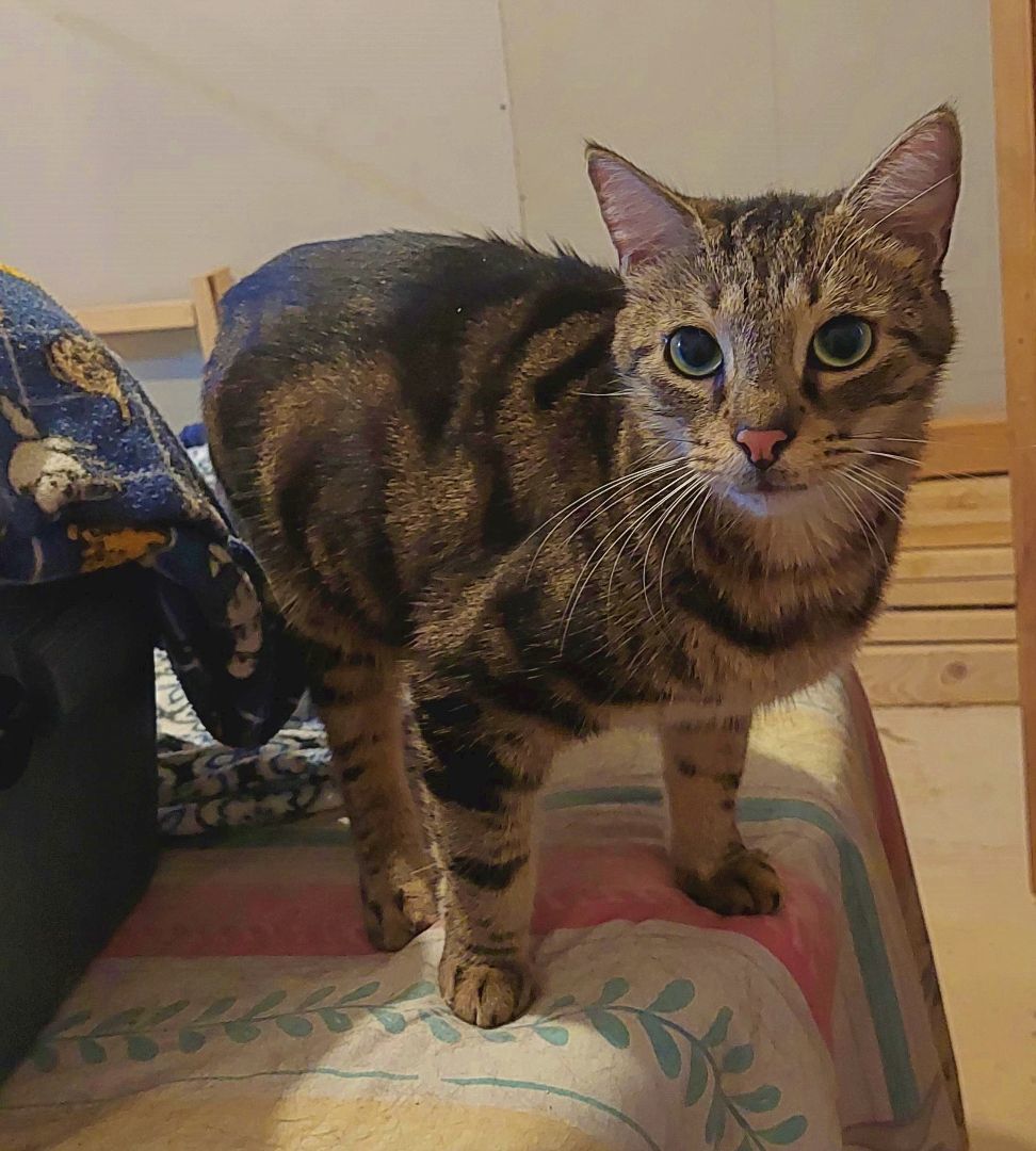 Mikey, a Adoptable Tabby in Orange City, FL image 6/6