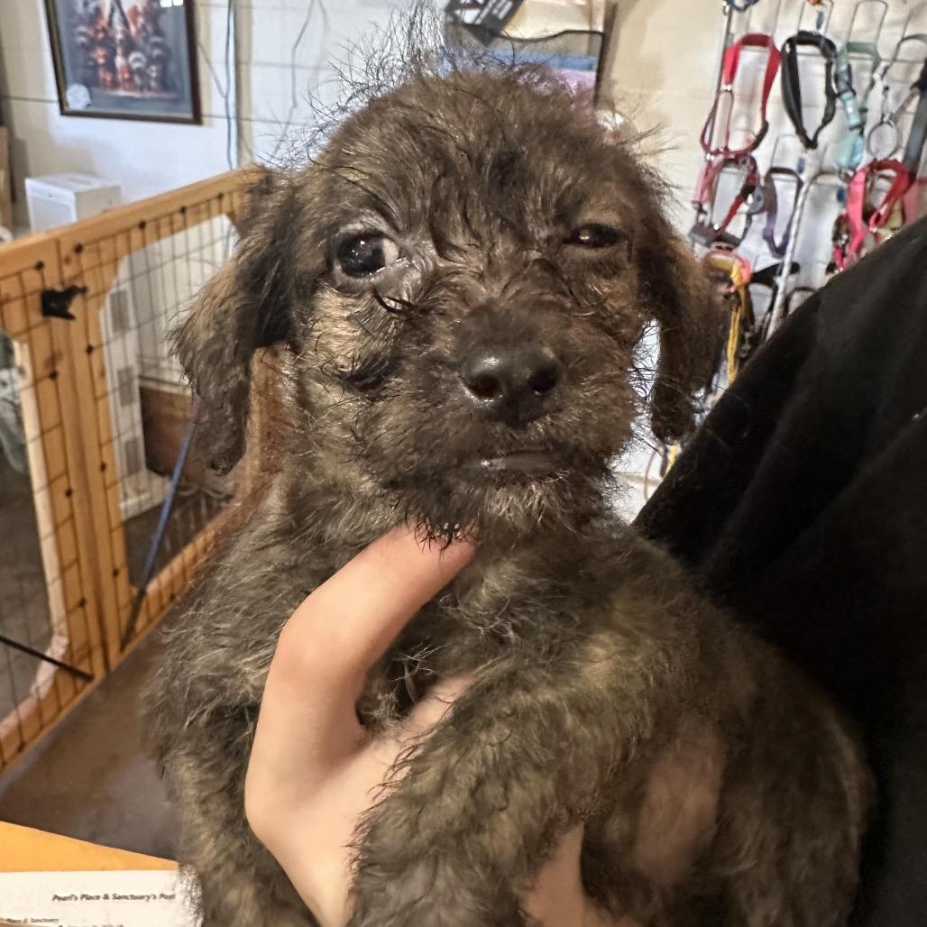 Patrick, Adopted, Puppy Male Dachshund & Mixed Breed.