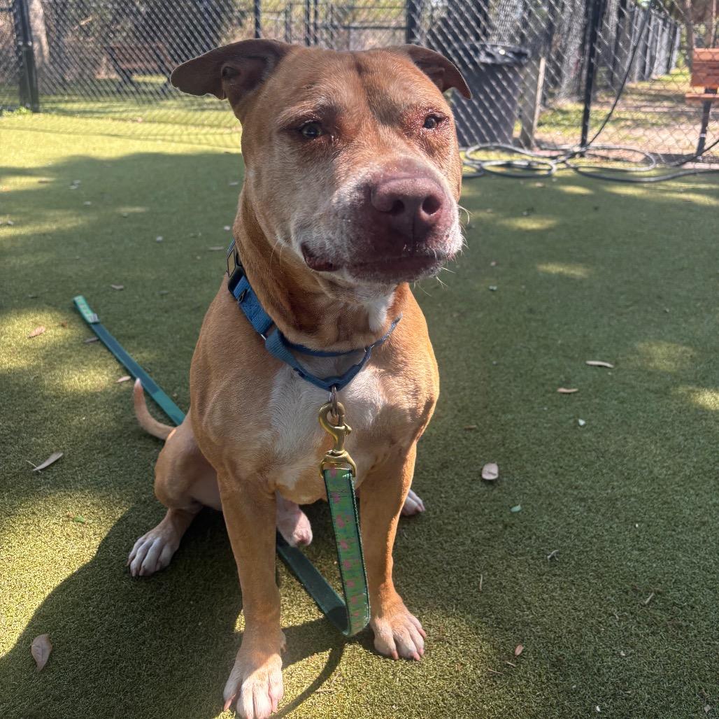 Enlarge Mater, a Adoptable Mixed Breed in Sarasota, FL image 1/6