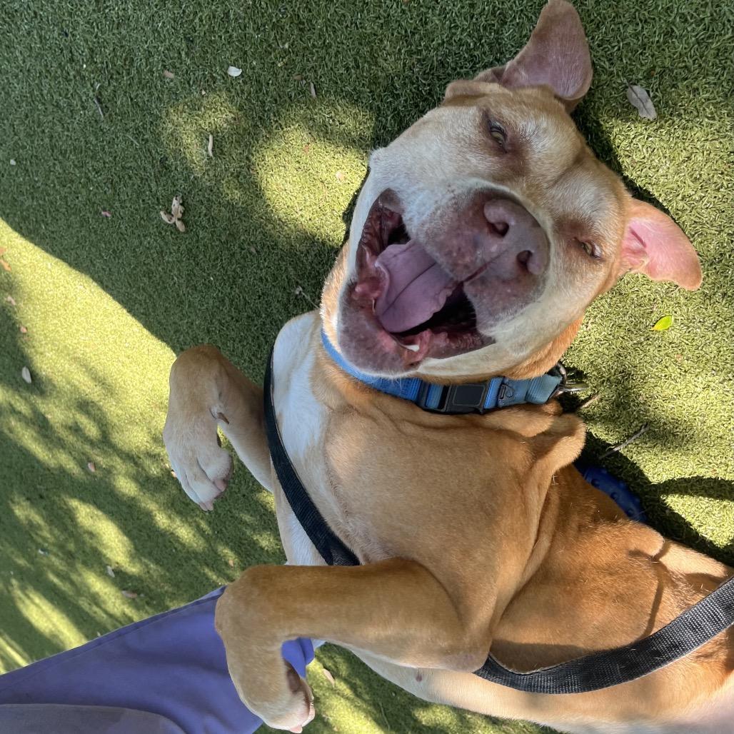 Mater, Adoptable, Senior Male Mixed Breed.