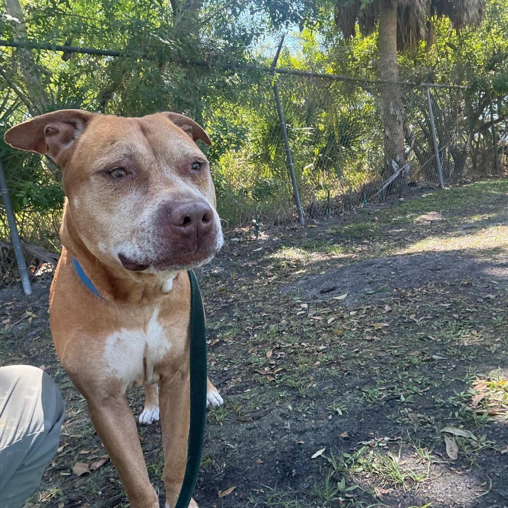 Enlarge Mater, a Adoptable Mixed Breed in Sarasota, FL image 2/6
