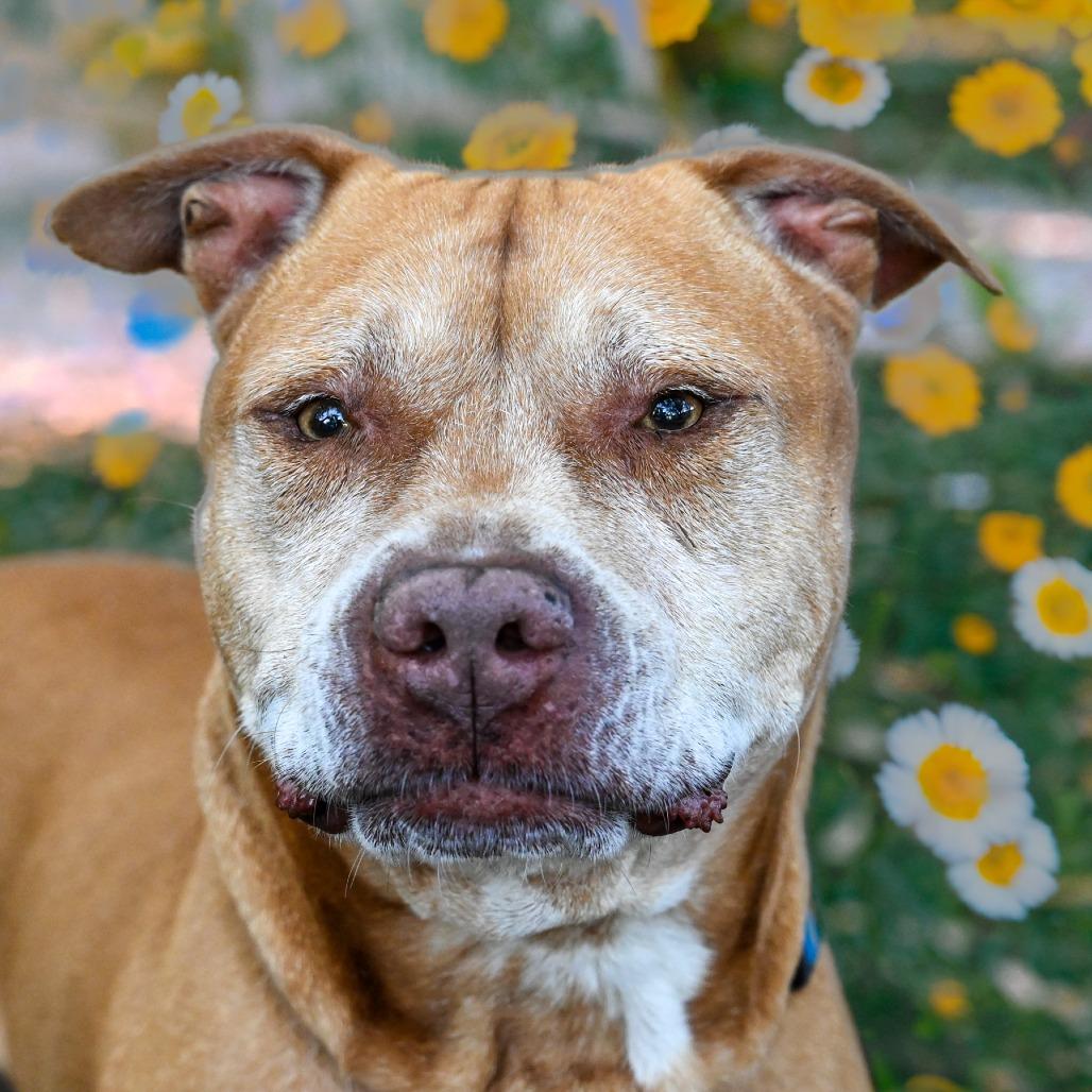 Enlarge Mater, a Adoptable Mixed Breed in Sarasota, FL image 3/6