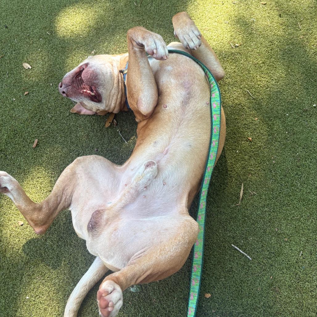 Enlarge Mater, a Adoptable Mixed Breed in Sarasota, FL image 4/6