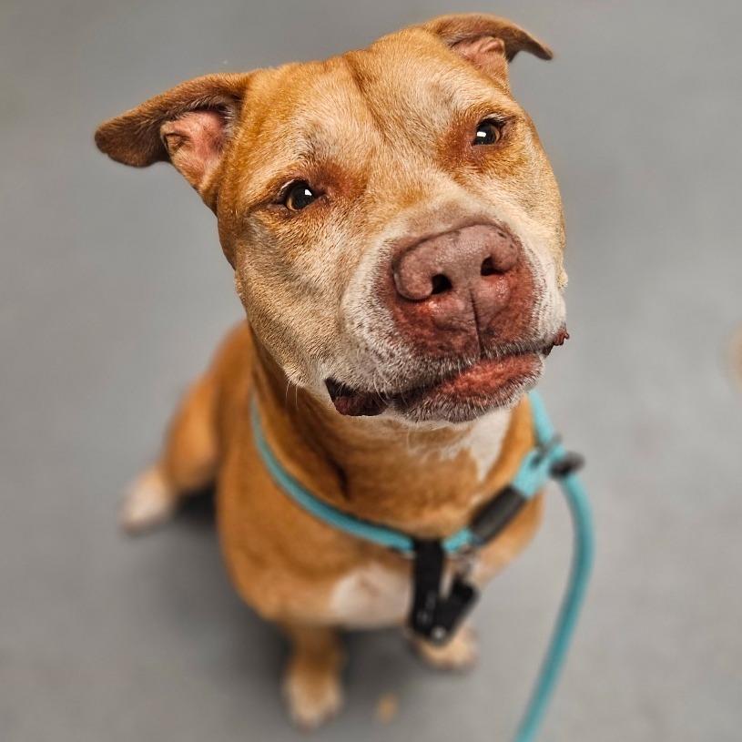 Enlarge Mater, a Adoptable Mixed Breed in Sarasota, FL image 5/6